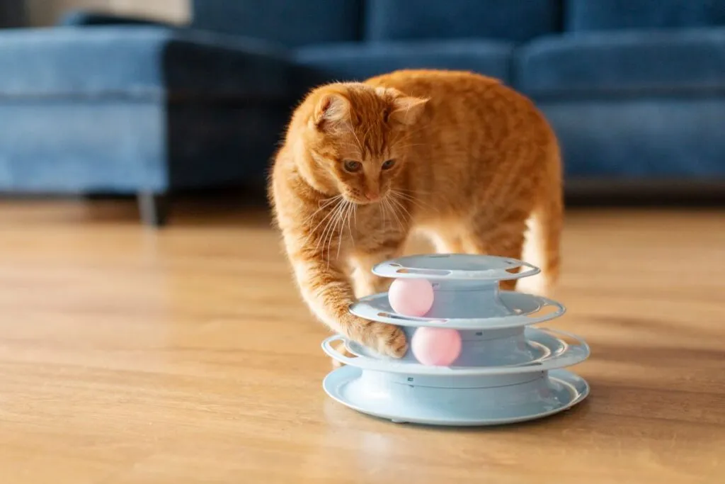 Rote Katze spielt