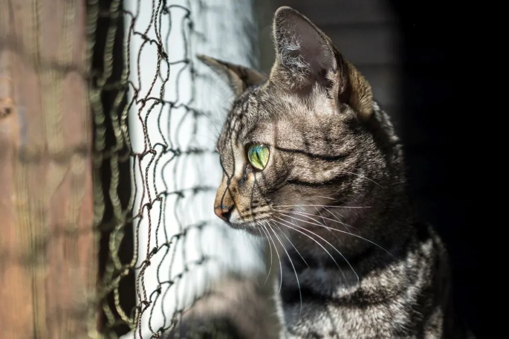 Drahtverst&auml;rktes Katzennetz