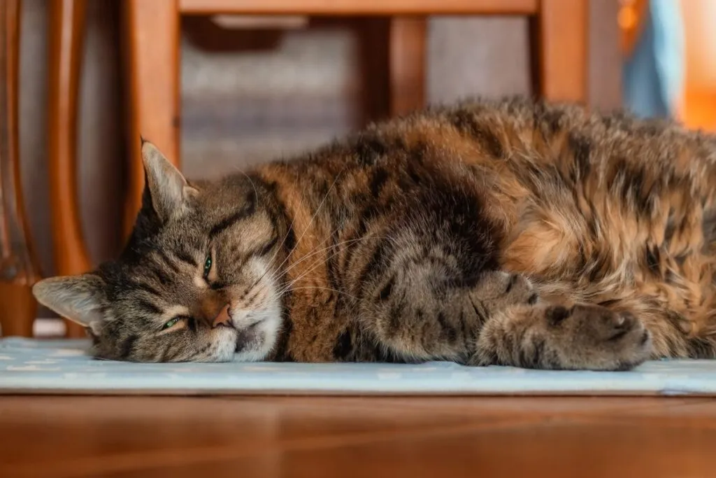 K&uuml;hlmatte f&uuml;r Katzen