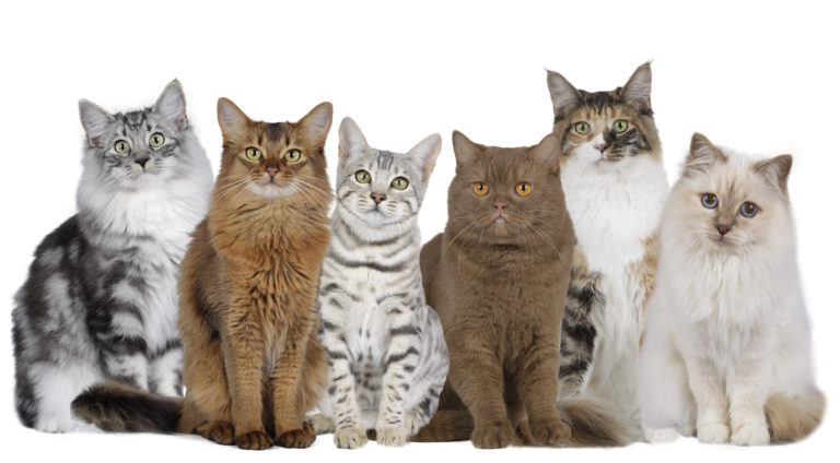 Rassespezifisches Futter für Katzen