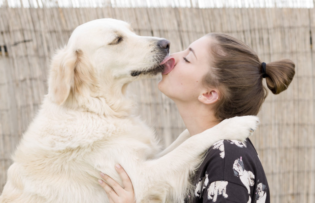 Schmusebacke golden retriever