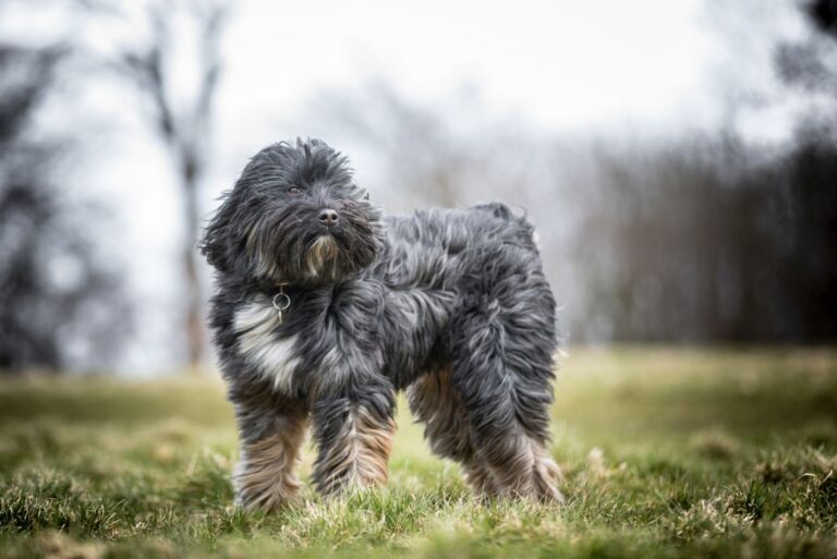 Tibet Terrier