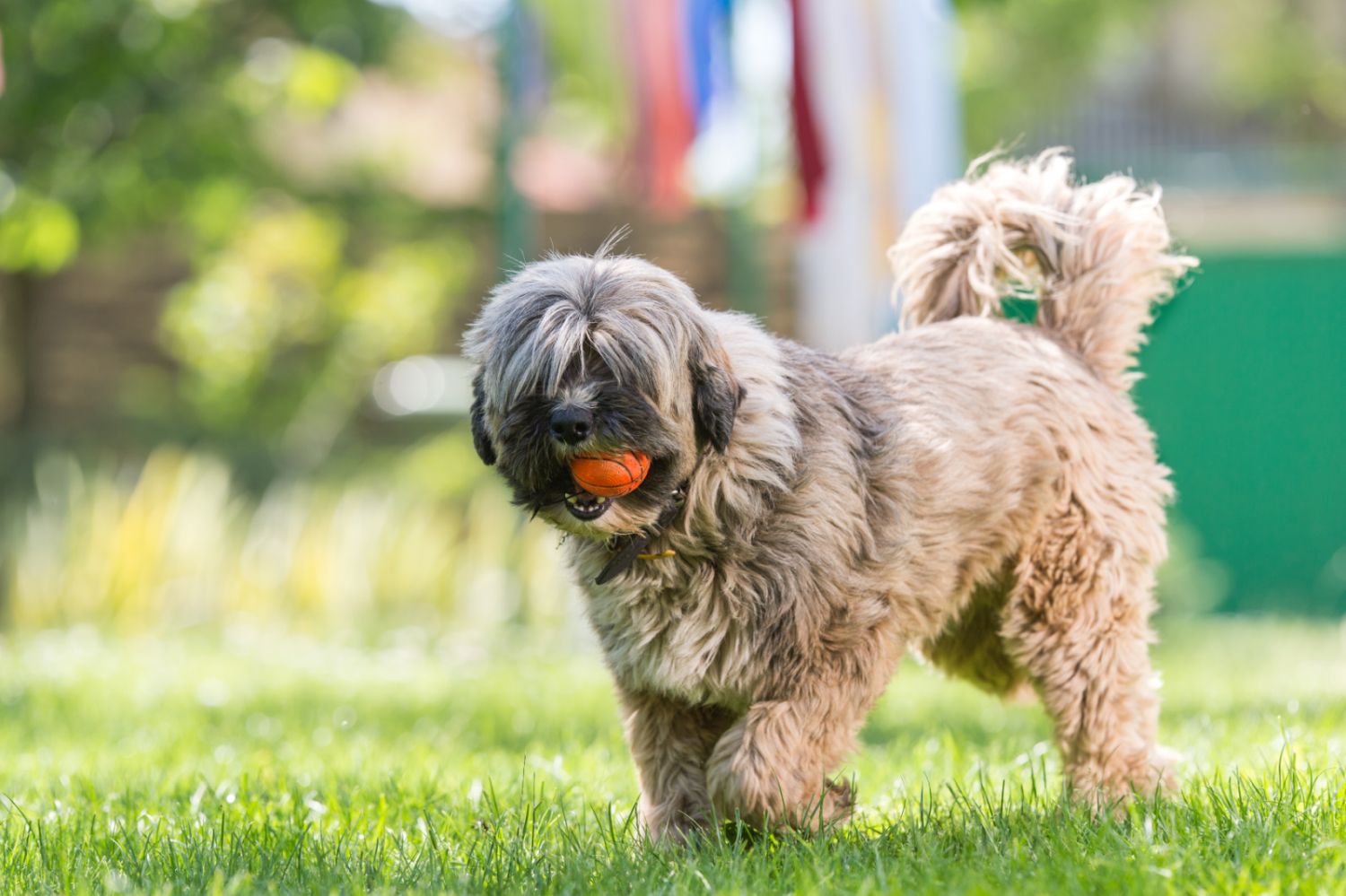 Tibet Terrier Beschäftigung