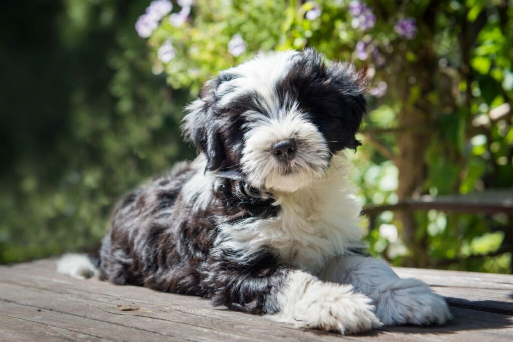 Tibet Terrier Welpe