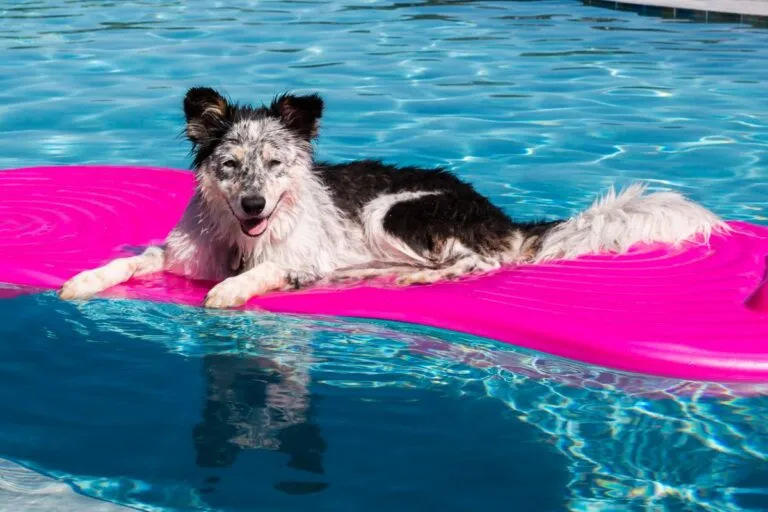 Hundezubehör Sommer
