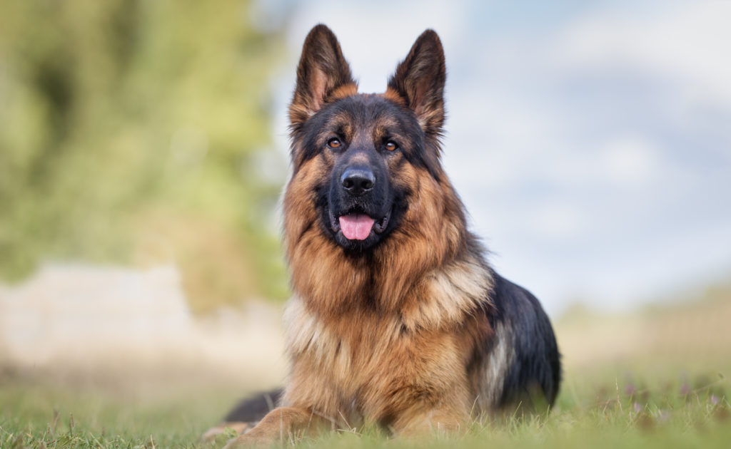 deutscher schäferhund futter deutscher schäferhund futter
