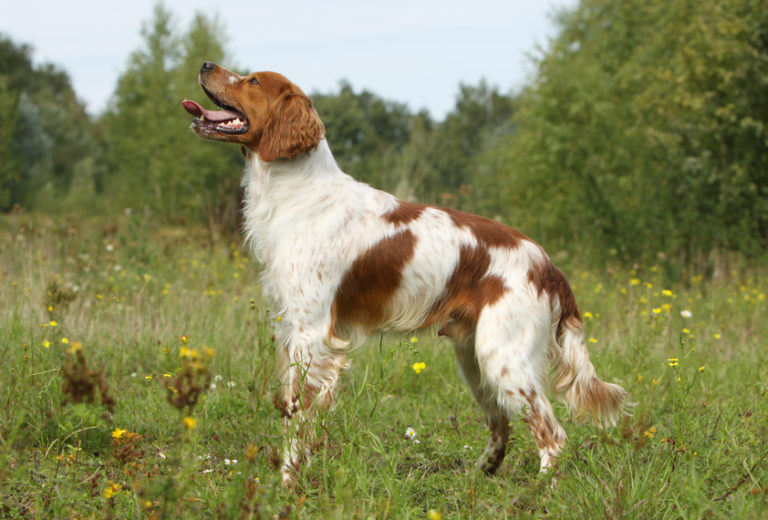 epagneul breton hellbraun