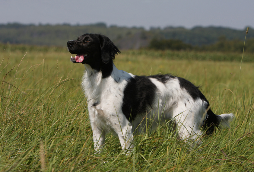 epagneul breton schwarz