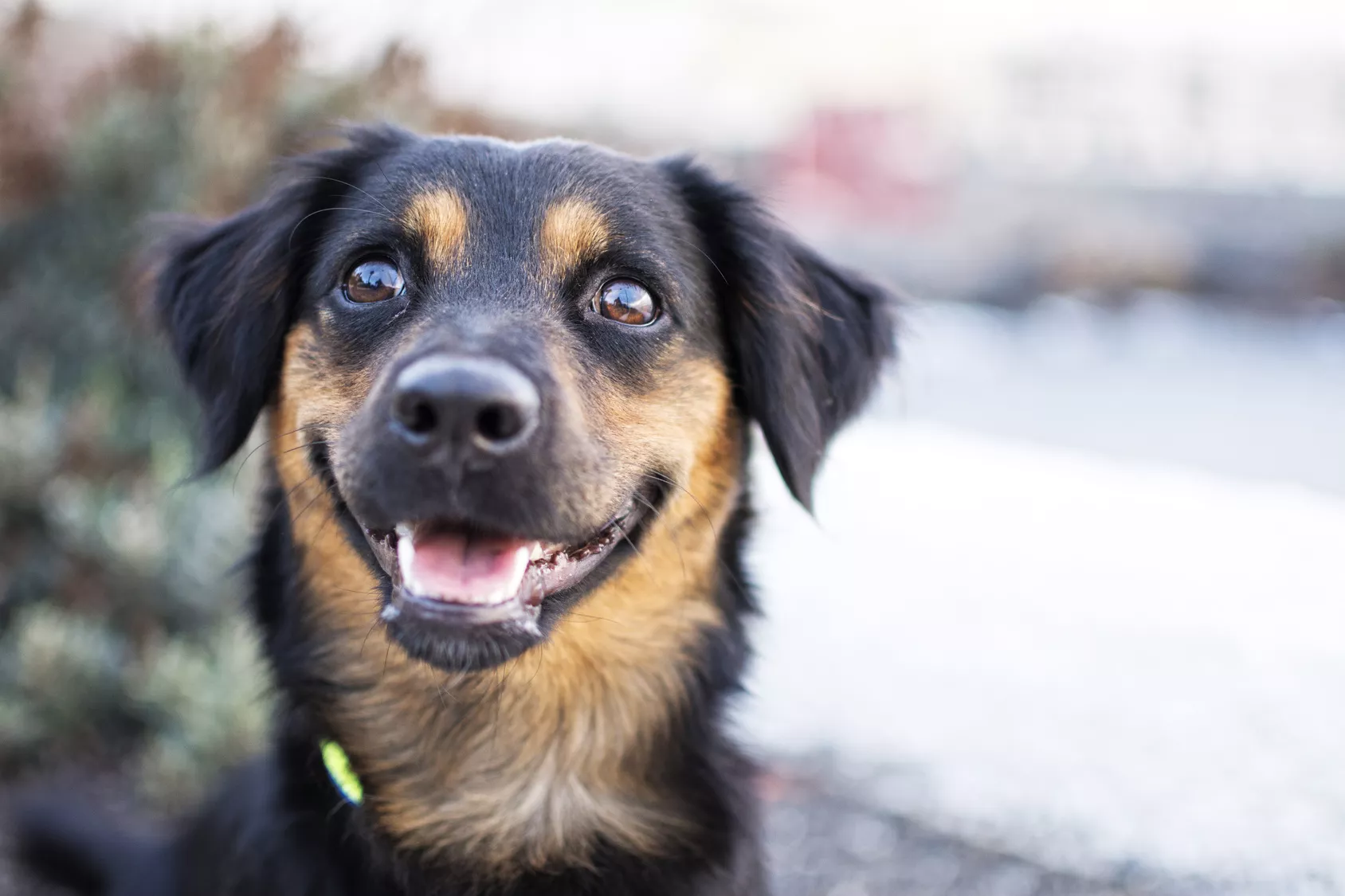 glücklicher hundeblick