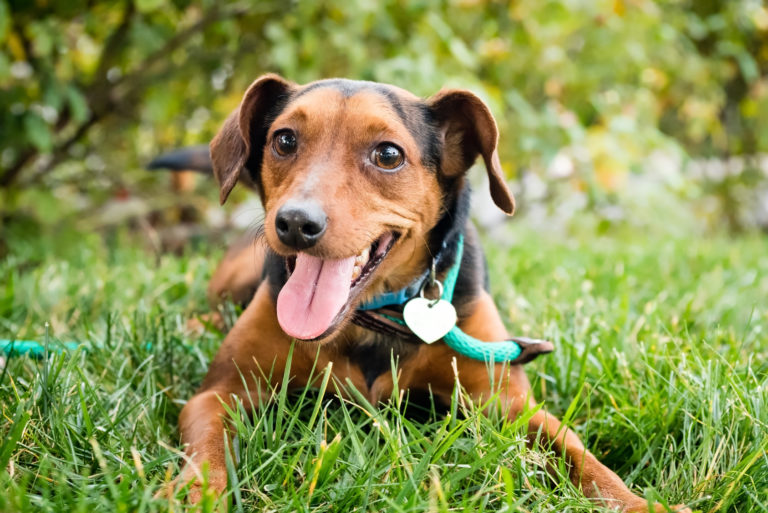 glücklicher Hund im Graß