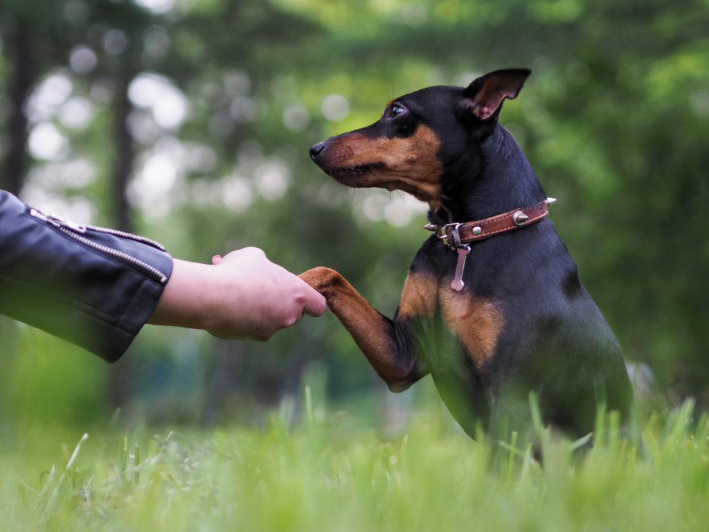 hund gibt seine pfote