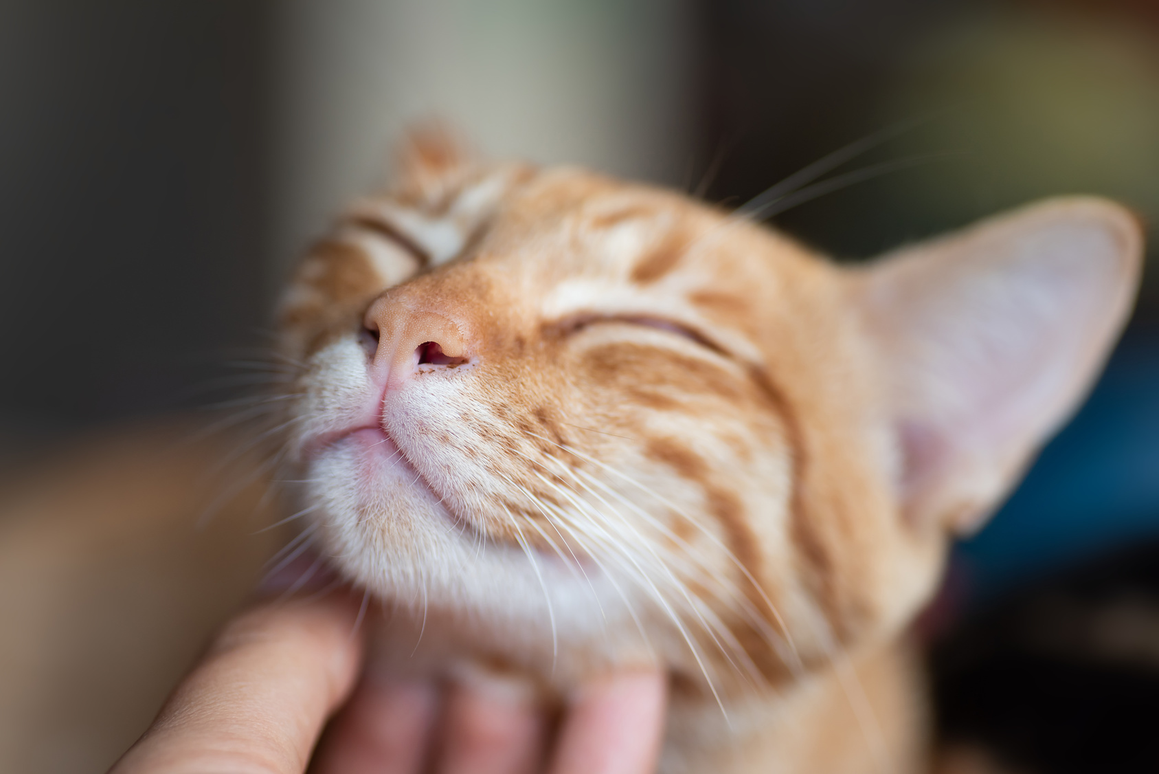 Ist meine Katze glücklich? zooplus Katzenmagazin