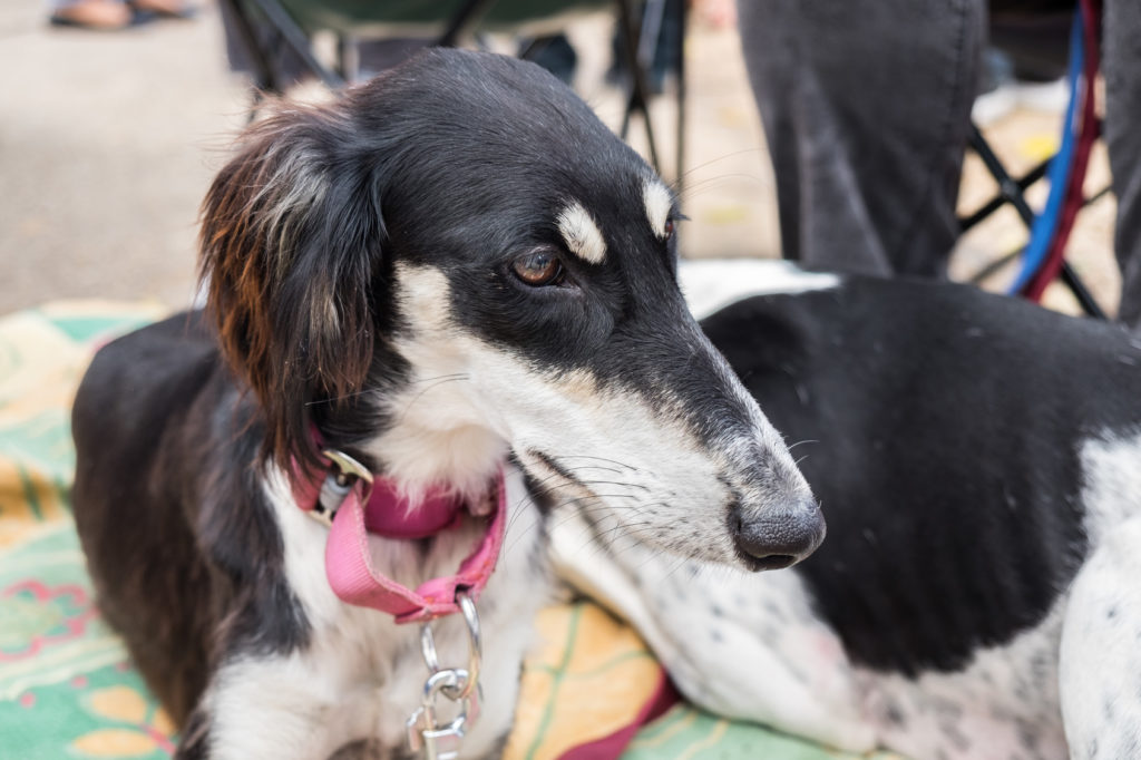 saluki hund