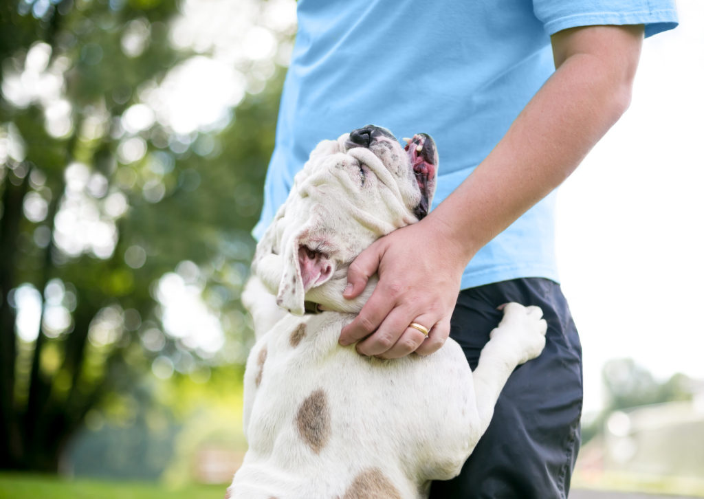 schmusebacke englische bulldogge