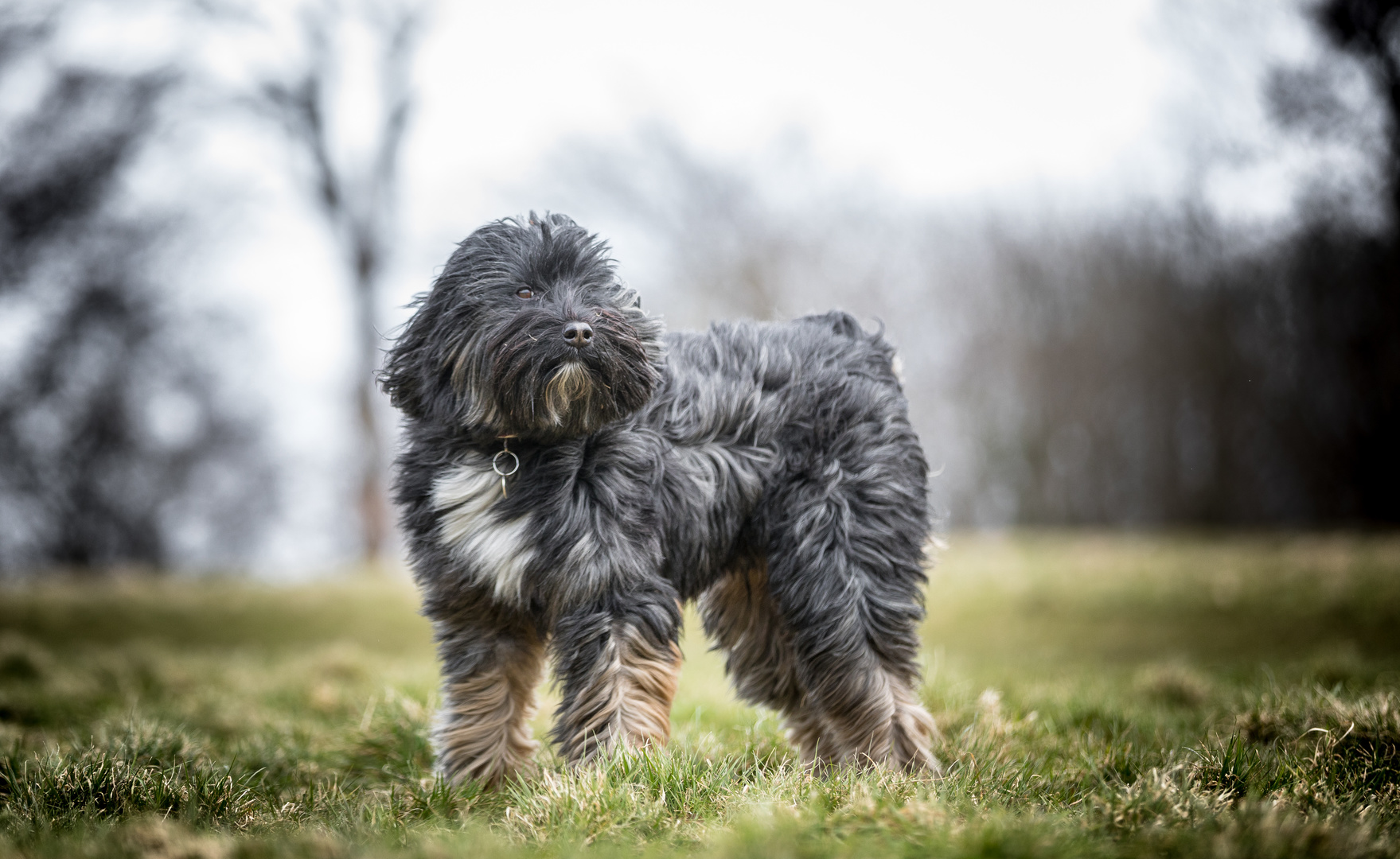 Tibet Terrier Charakter Haltung Pflege Zooplus Magazin Tibet Terrier Charakter Haltung Pflege Zooplus Magazin