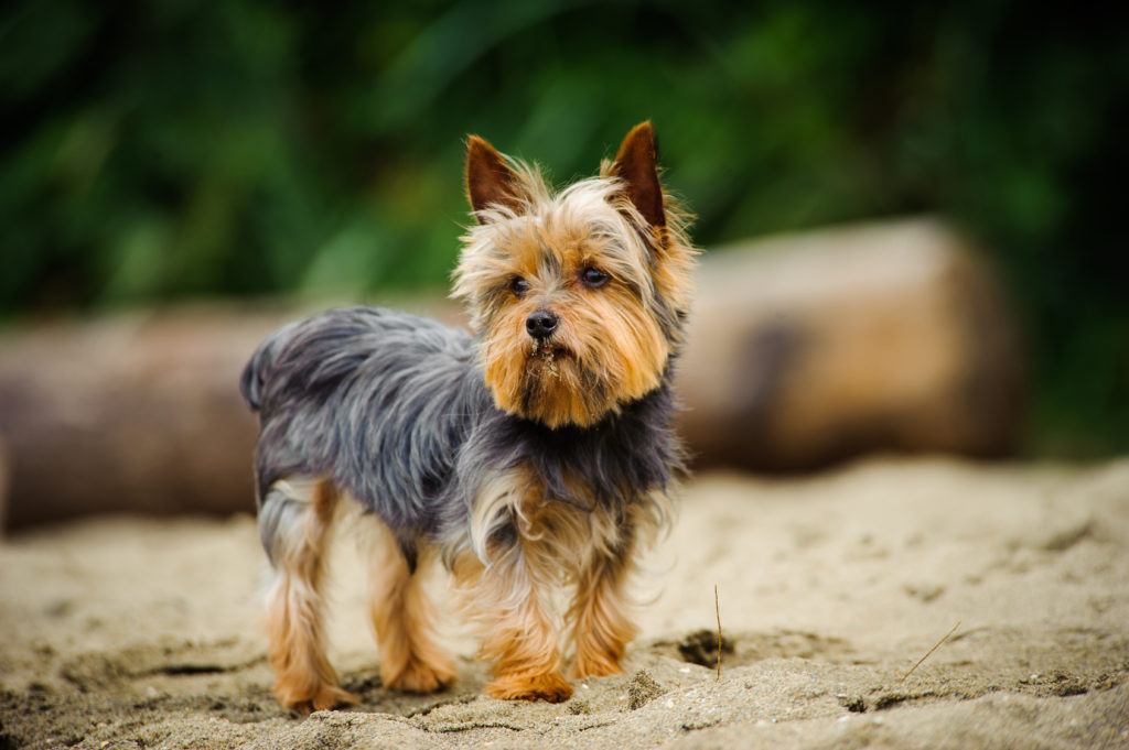 Yorkshire Terrier an einem Strand