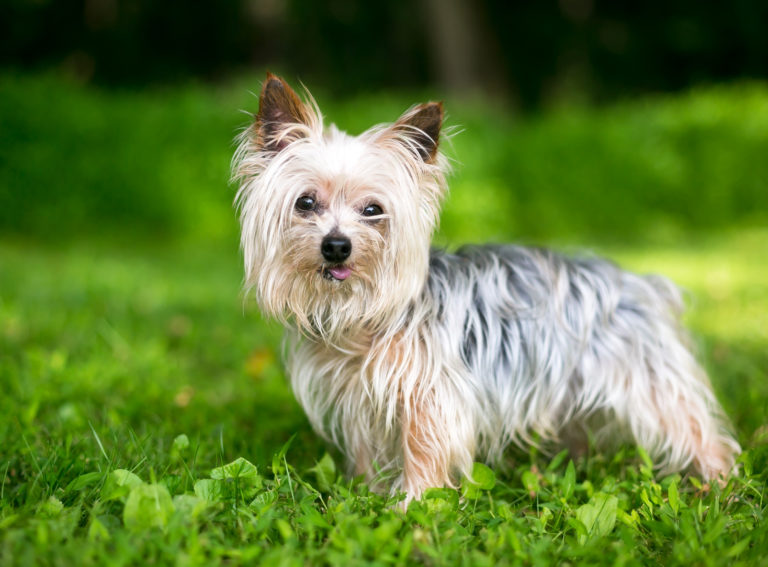 Yorkshire Terrier auf einer Wiese