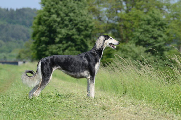 zweifarbig saluki