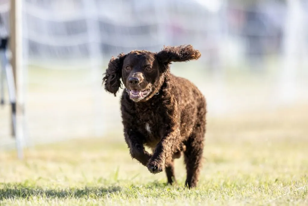 American Water Spaniel Sport