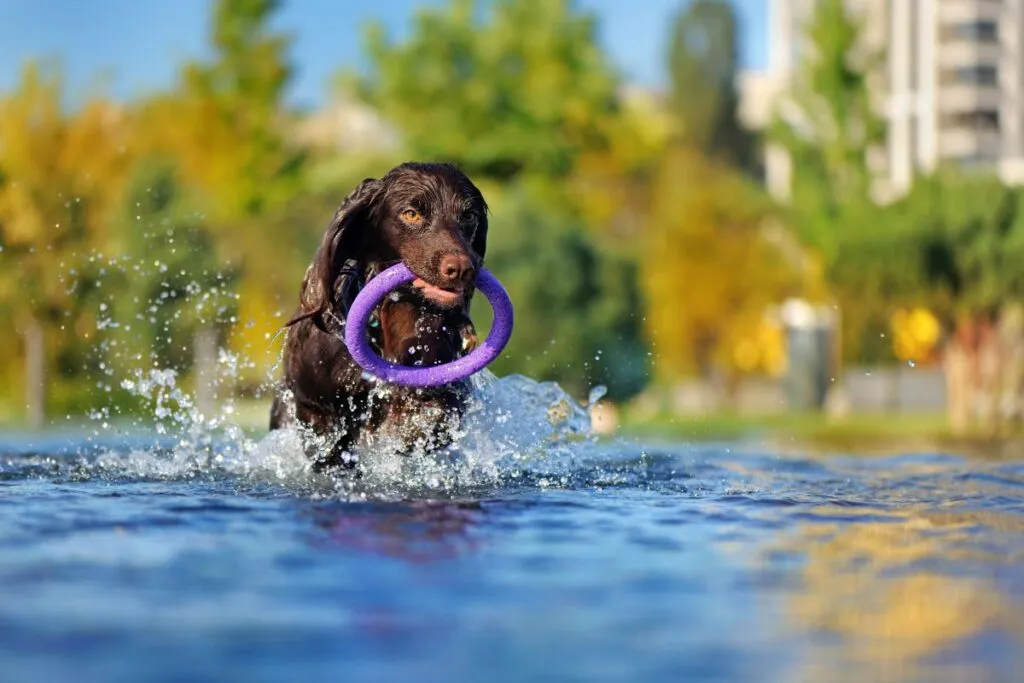 American Water Spaniel Wasser