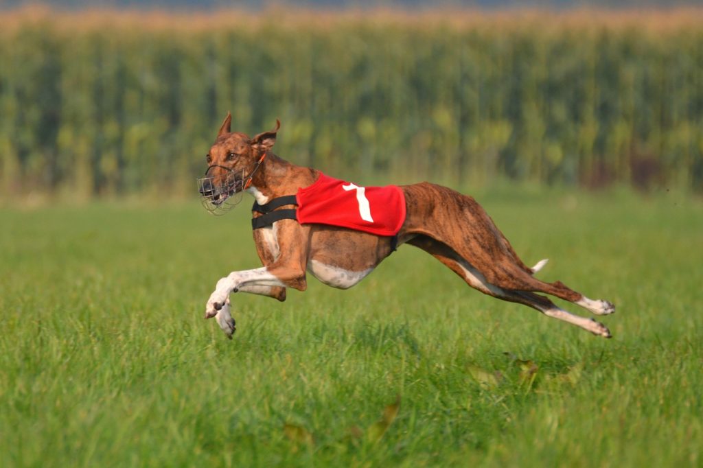 hund mit weste sprintet über feld