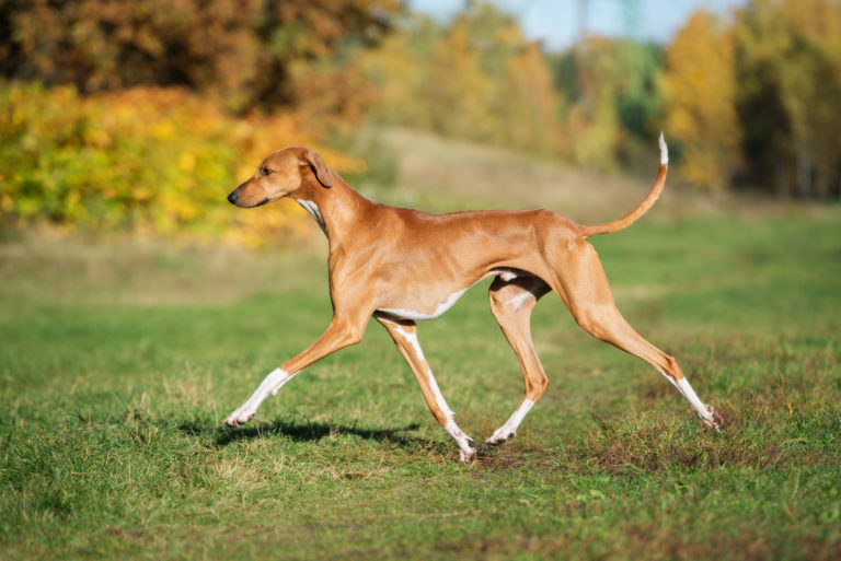 Azawakh hund läuft über wiese