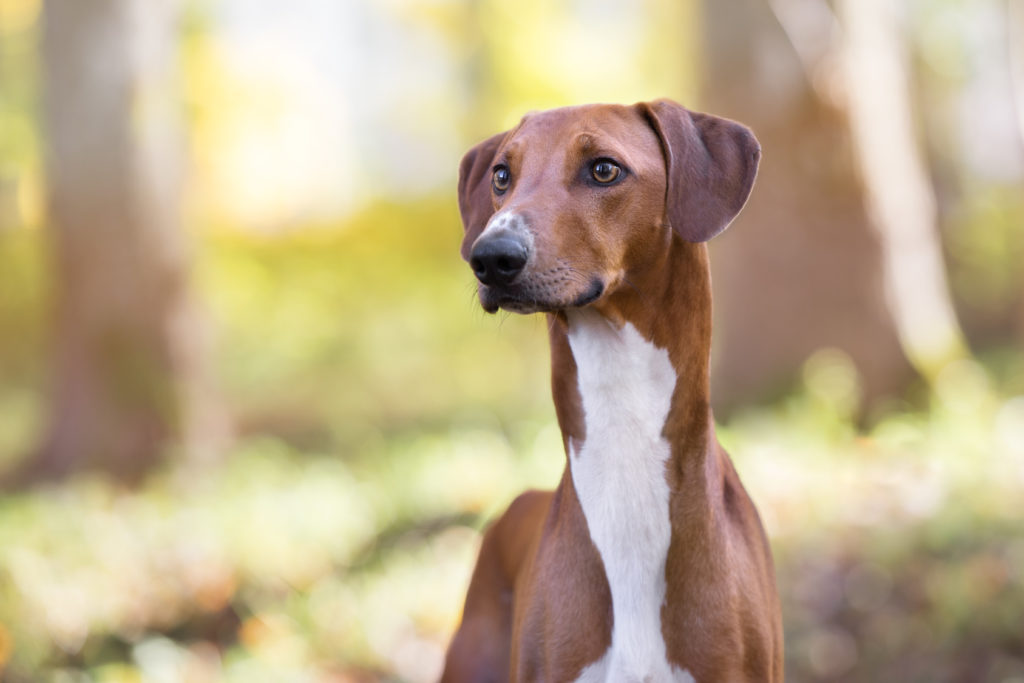 nahaufnahme eines azawahk-hundes im wald