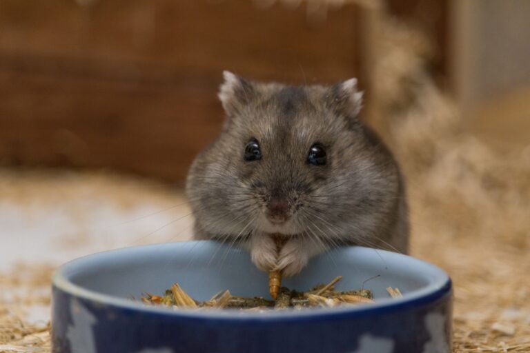 hamster neben schüssel