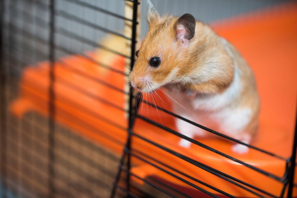 Hamster will entwischen