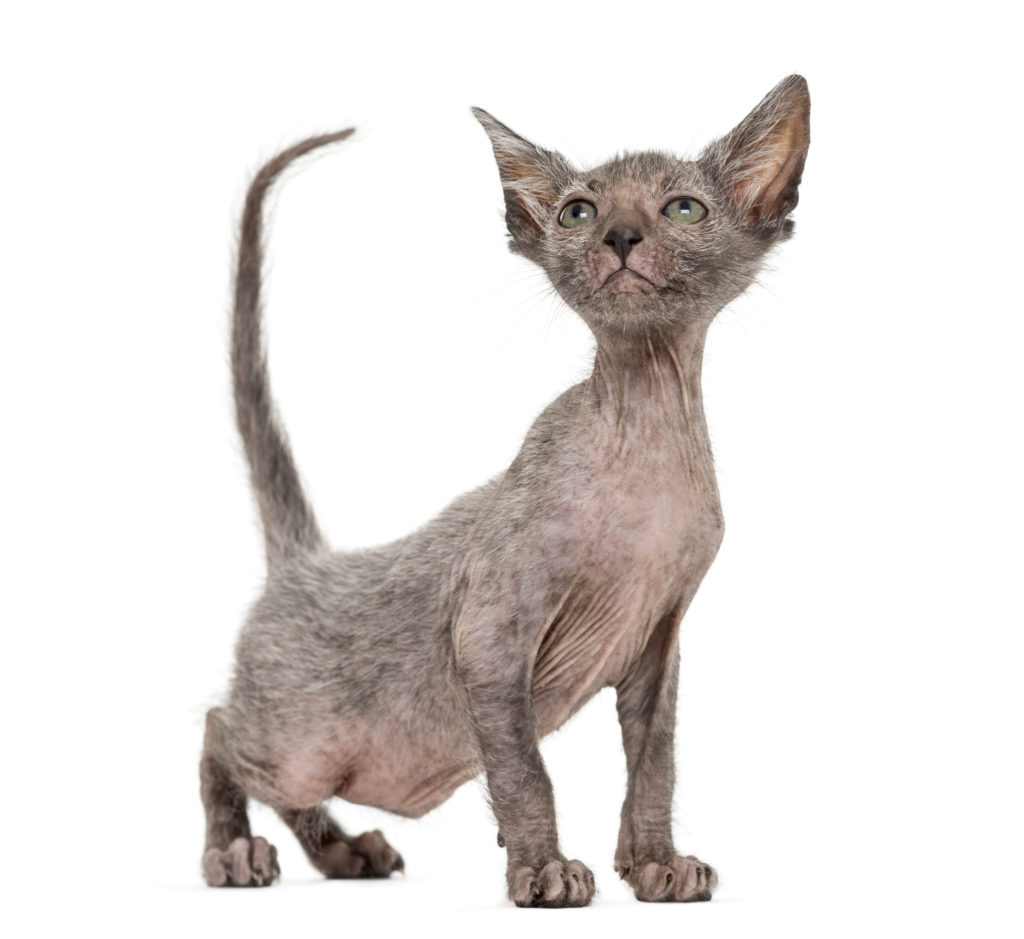 Lykoi Werwolf Katze Charakter Haltung Pflege Rassebeschreibung Lykoi Werwolf Katze Charakter Haltung Pflege Rassebeschreibung