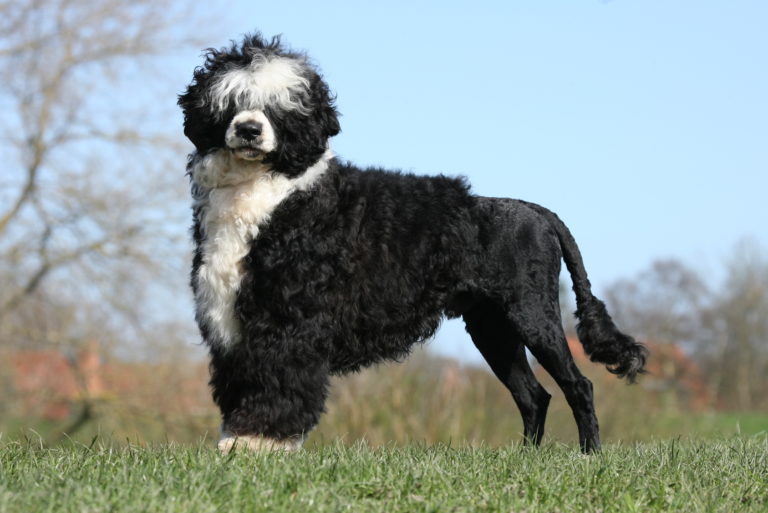 Portugiesischer Wasserhund im grass