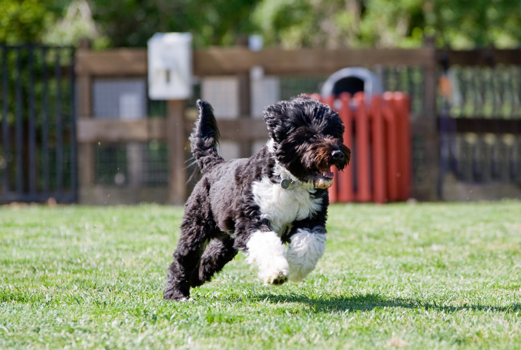 Portugiesischer Wasserhund läuft