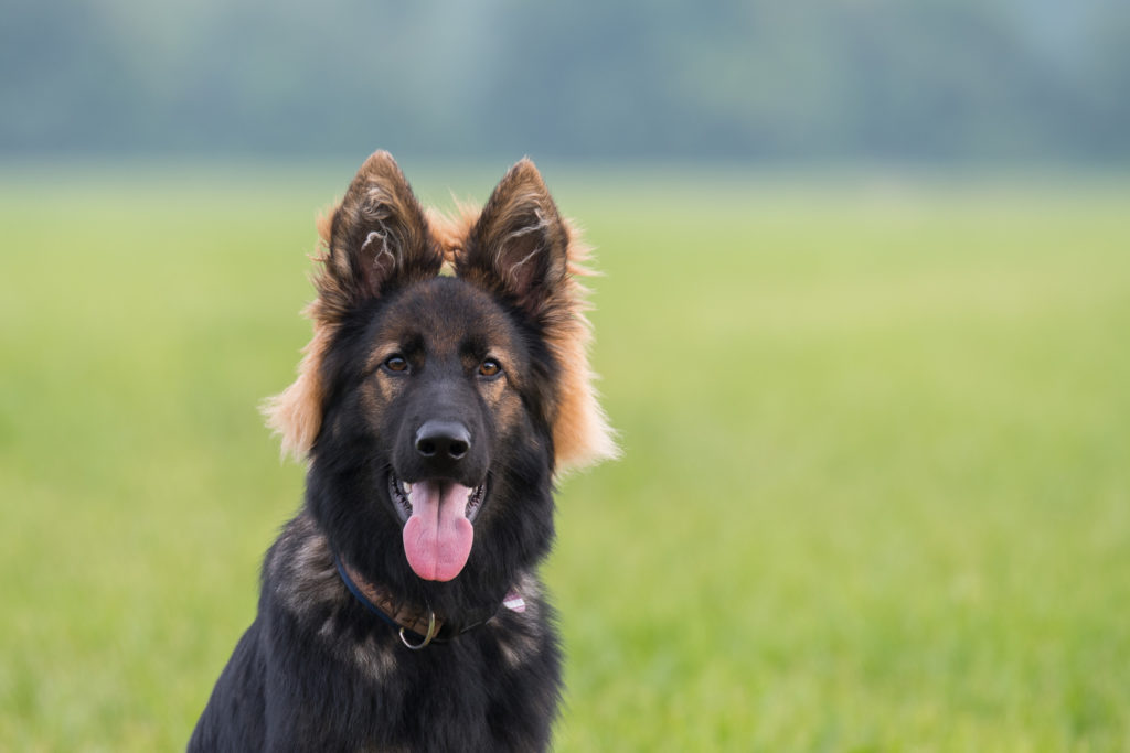 schwarz-brauner altdeutscher schäferhund porträtaufnahme