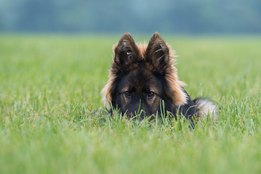 schäferhund welpe liegt im gras
