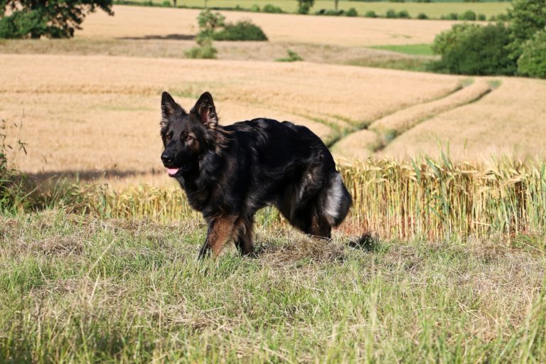 altdeutscher schäferhund auf feld