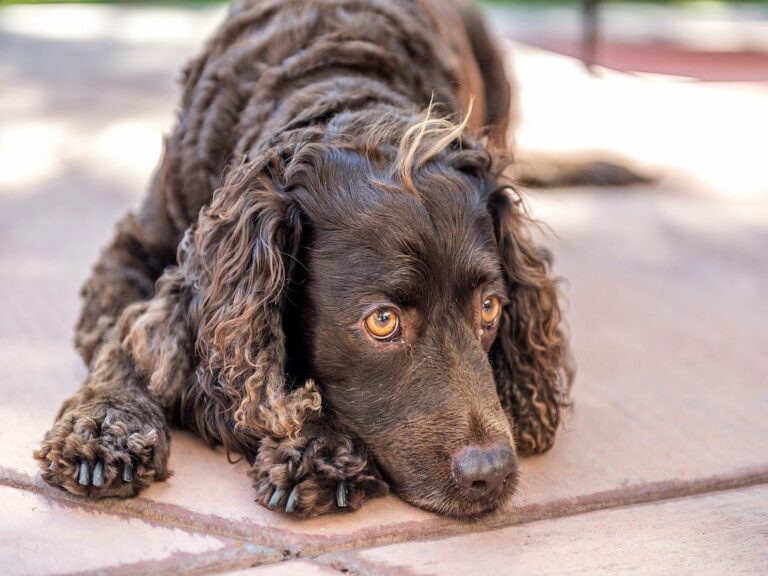 american water spaniel liegt