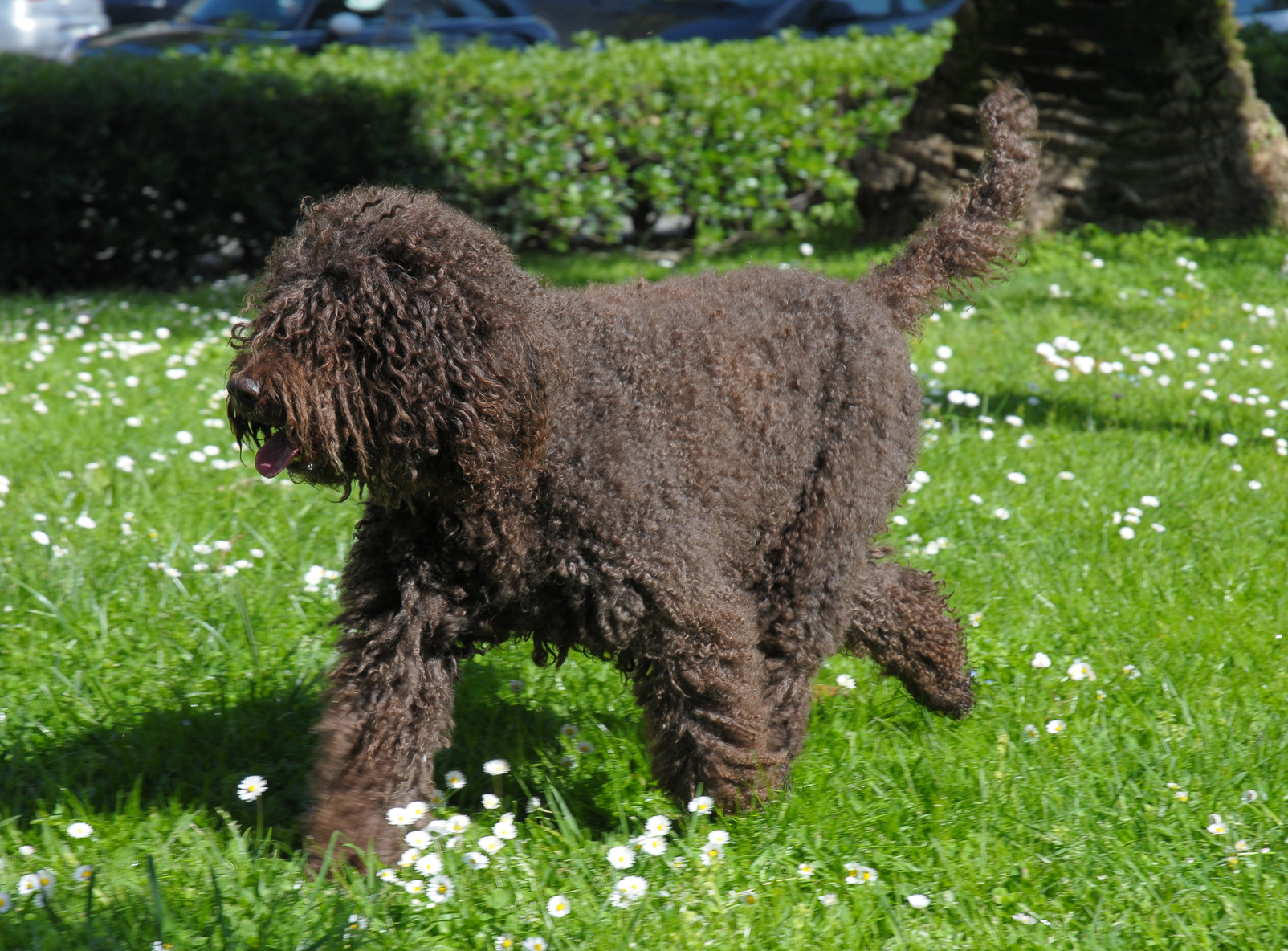 barbet charakter haltung pflege hund rassebeschreibung