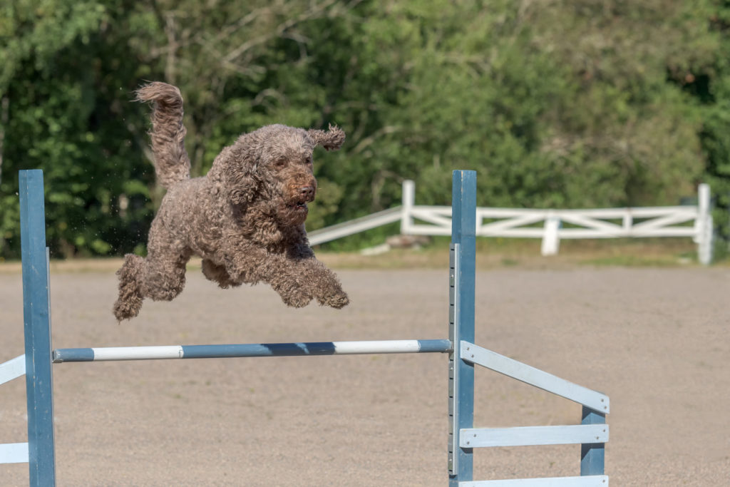 barbet macht agility