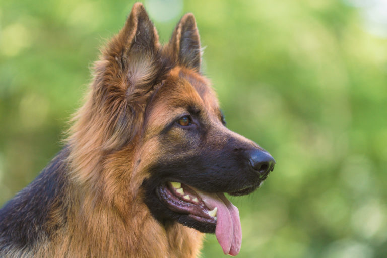 deutscher schäferhund ernährung