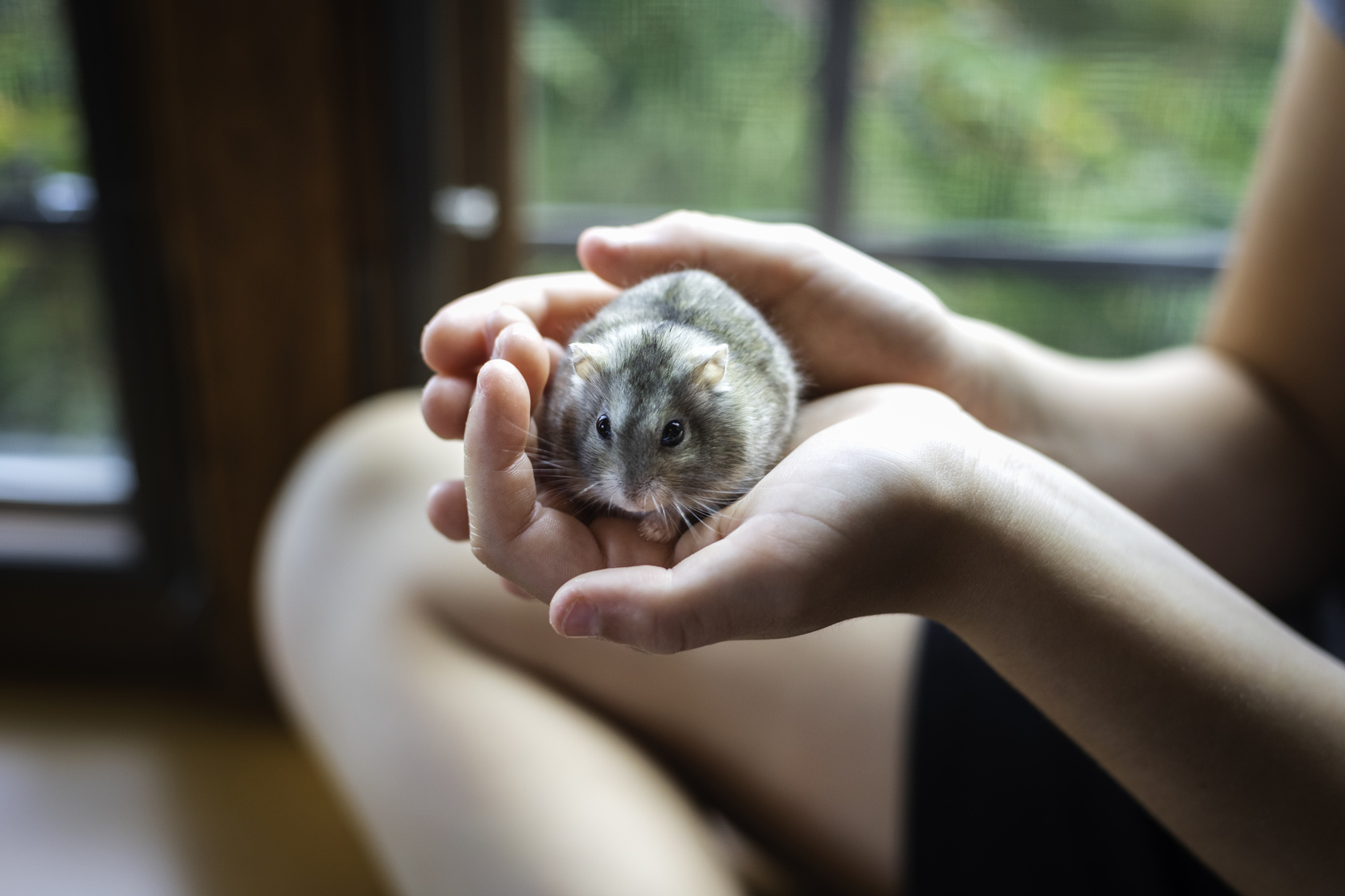 Hamster Charakter, Haltung, Austattung & Pflege Rassebeschreibung