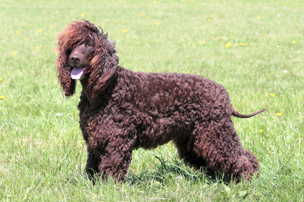 irish water spaniel im grass