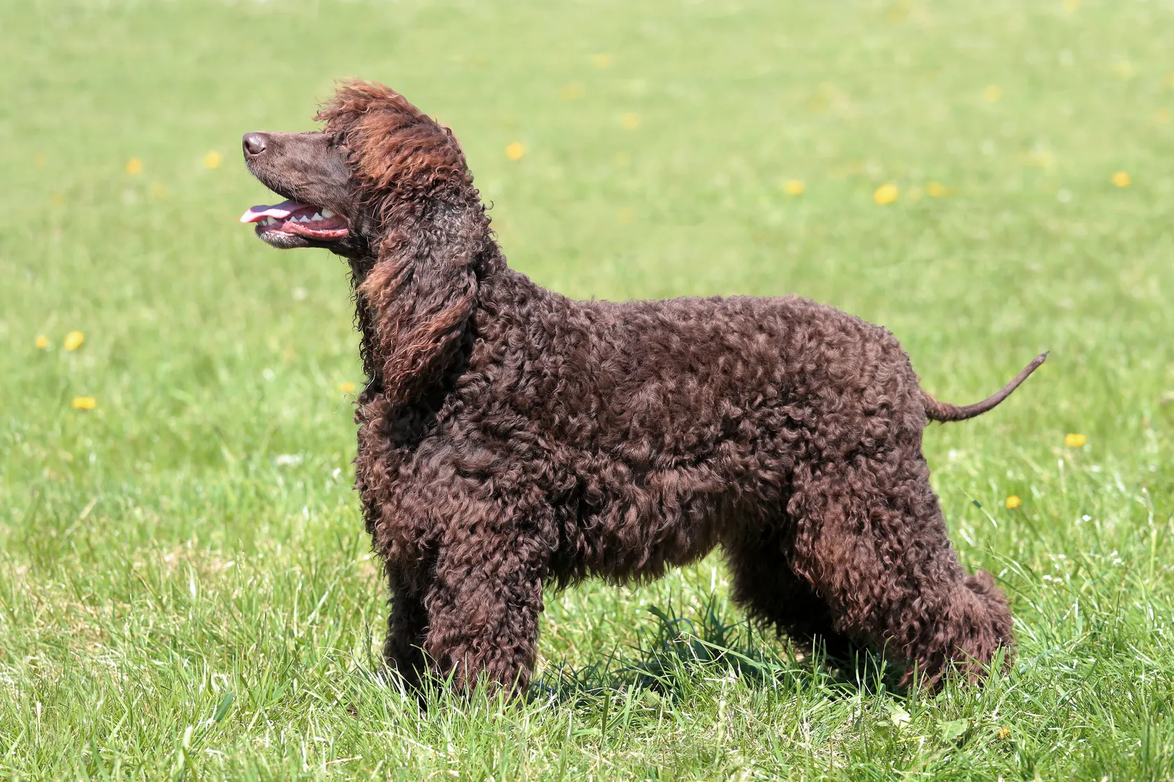 Lustige Irish Water Spaniel Grußkarte Von Bryn Parry – Perfekt Für Hundeliebhaber