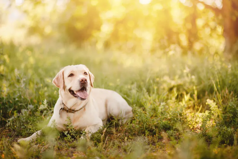 Labrador liegt im Gras