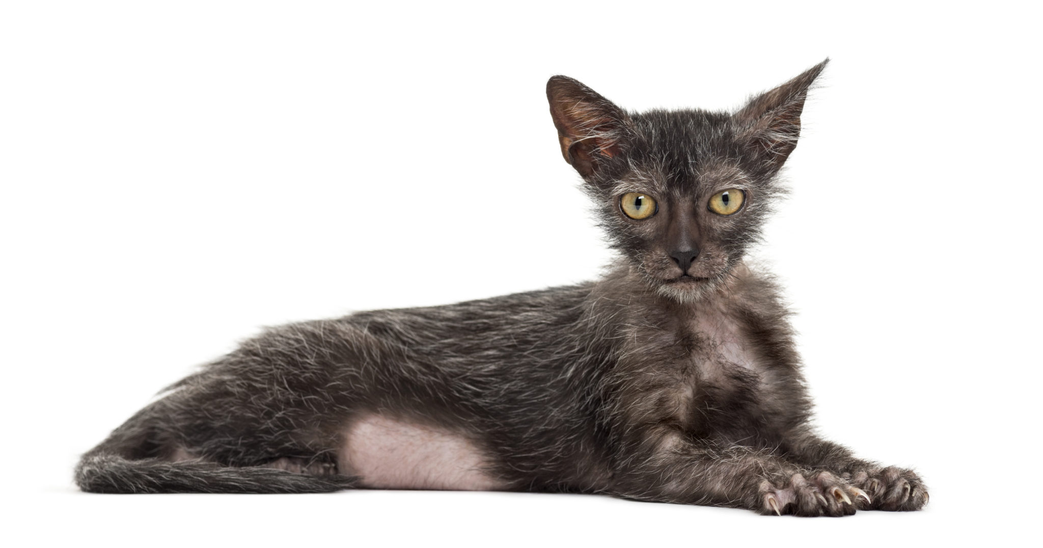 Lykoi Werwolf Katze Charakter Haltung Pflege Rassebeschreibung Lykoi Werwolf Katze Charakter Haltung Pflege Rassebeschreibung