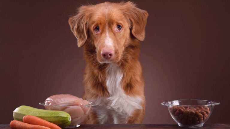 hund sitzt vor rohfutter und trockenfutter