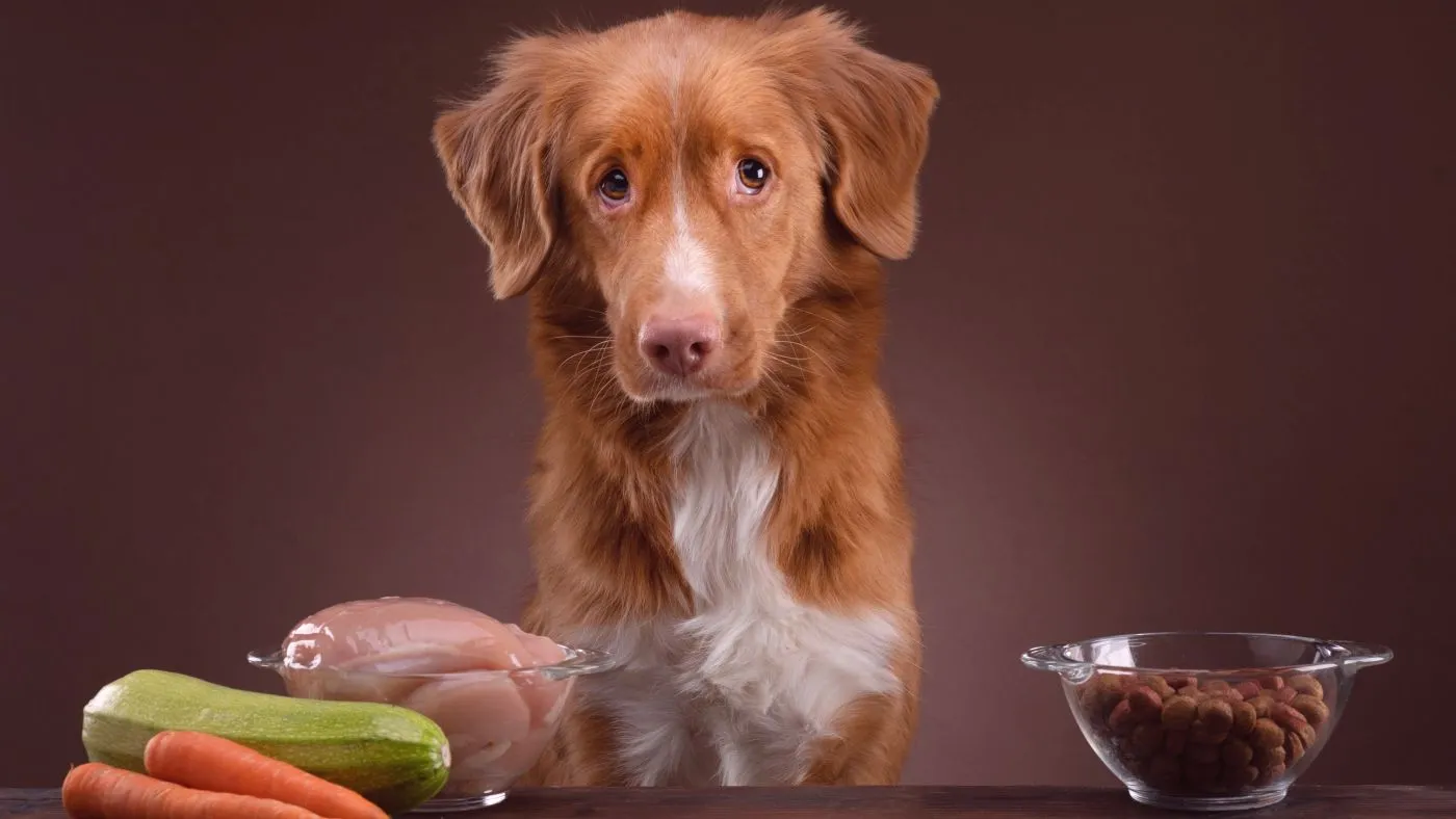 Barfen oder konventionelles Hundefutter: Vor-/Nachteile | zooplus Magazine