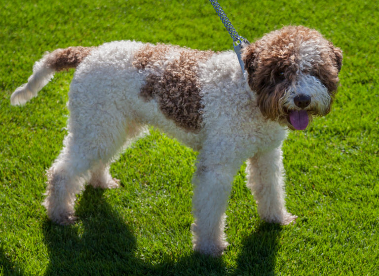 reinrassiger spanischer wasserhund