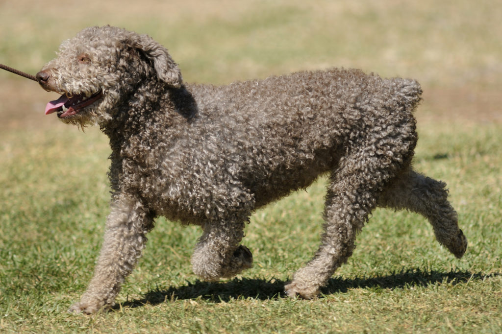 spanischer wasserhund im grass