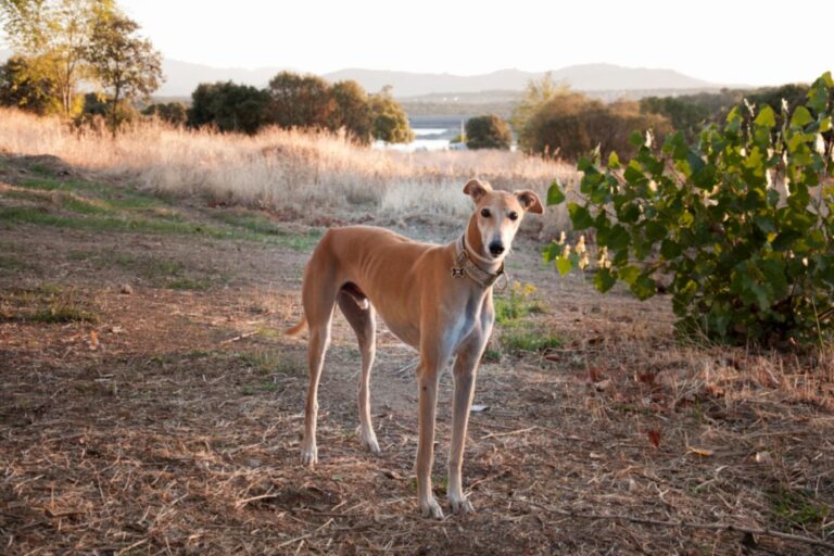 Galgo Espanol