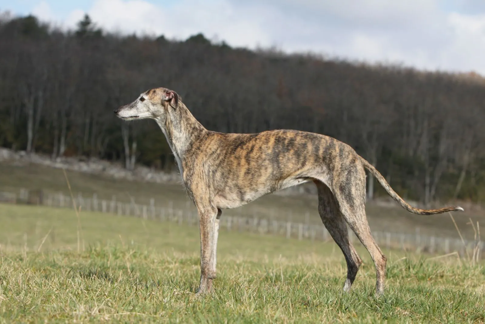 Galgo Espanol gestromt
